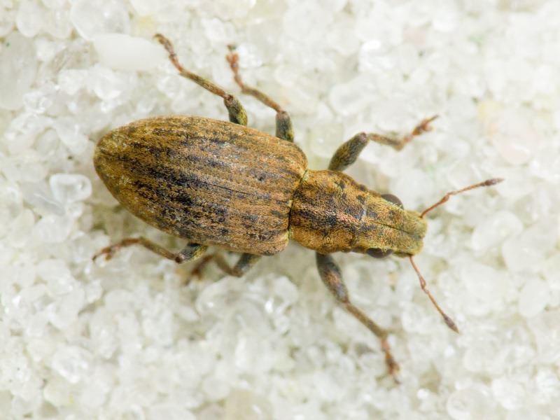 Sitona puncticollis Stephens, 1831